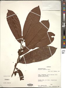 *Soyauxia talbotii Baker f.
Object Details
Biogeographical Region
23 - West-Central Tropical Africa
Collector
Duncan W. Thomas
Min. Elevation
60
Record Last Modified
9 Jan 2019
Specimen Count
1
Collec