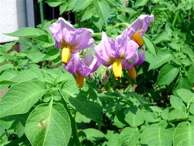 Blüten der Kartoffelsorte La Ratte