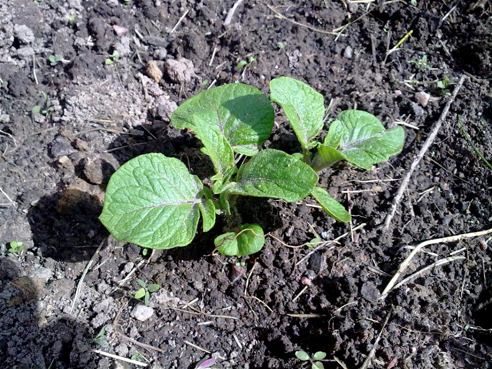 Budding potatotops