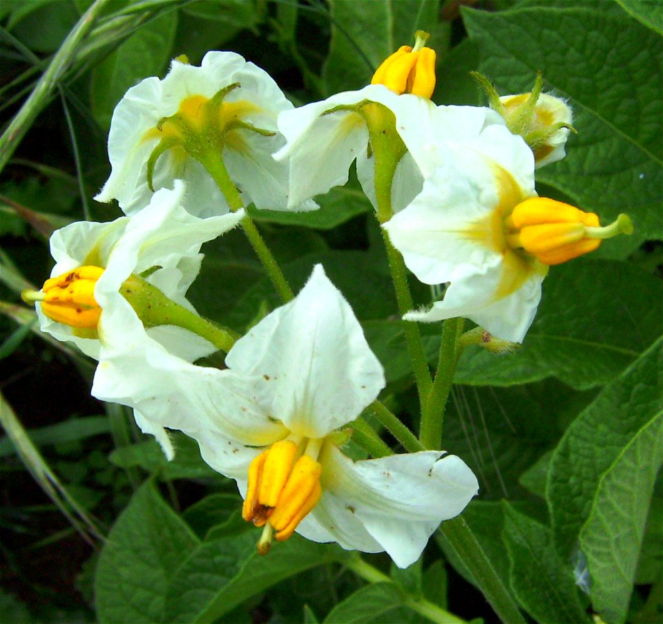 Potato plant (Solanum tuberosum) flowers, Castelltallat, Catalonia