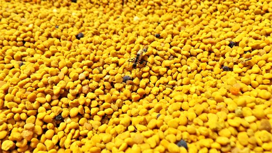 Potted plant pollen health