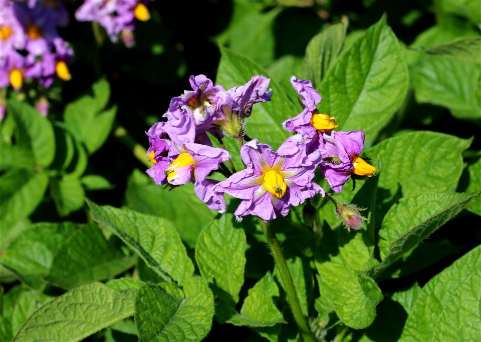 Potato flowers. Ukraine, Vinnytsia district, Vinnytsia region