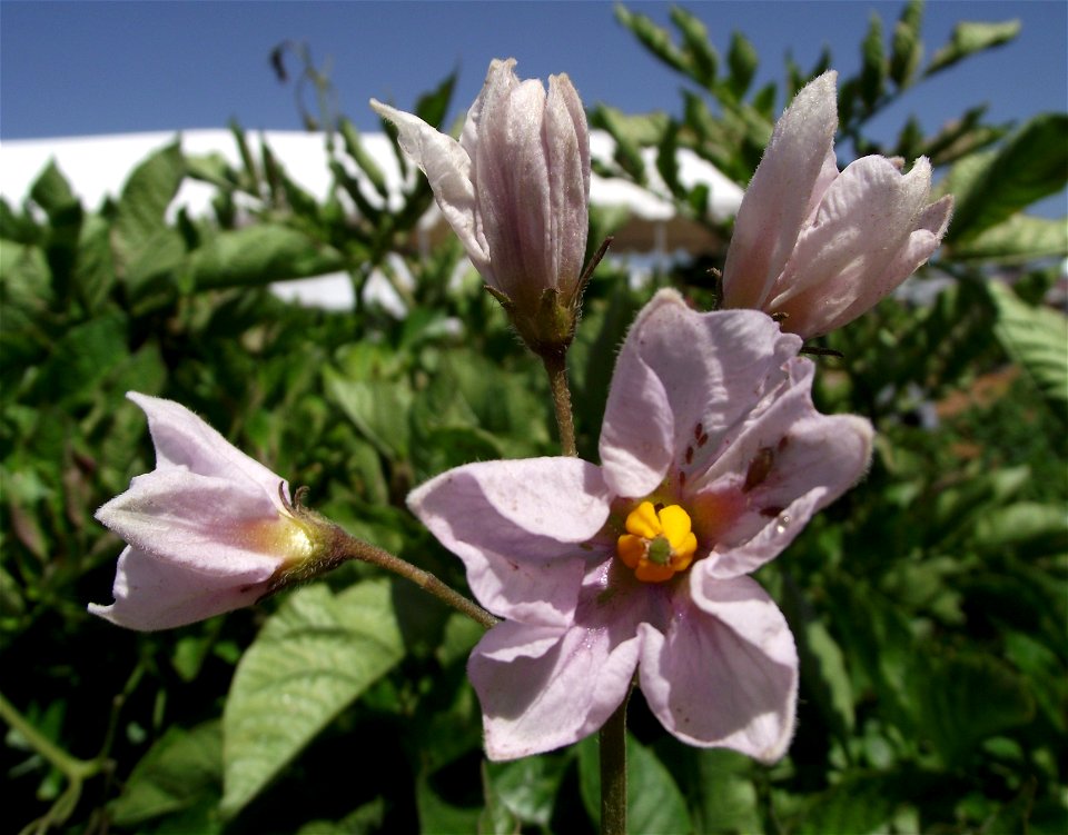 Flowers of Rio Grande Russet Potato at the San Diego County Fair, California, USA. Identified by exhibitor's sign.