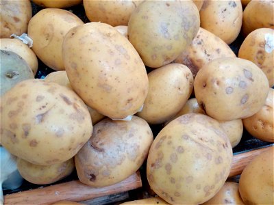 Solanum tuberosum with Helminthosporium solani