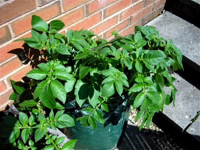 Photo of potato plants growing in a tall potato planter bag, which increases the yield of potatoes and minimalises the amount of digging required at harvest. This bag was harvested on  and produced ap