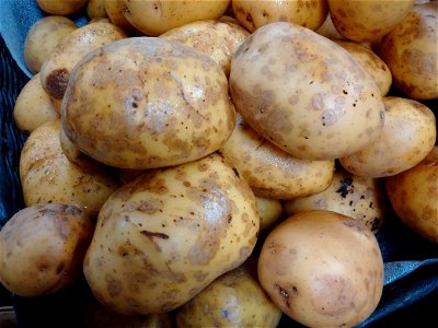 Solanum tuberosum with Helminthosporium solani