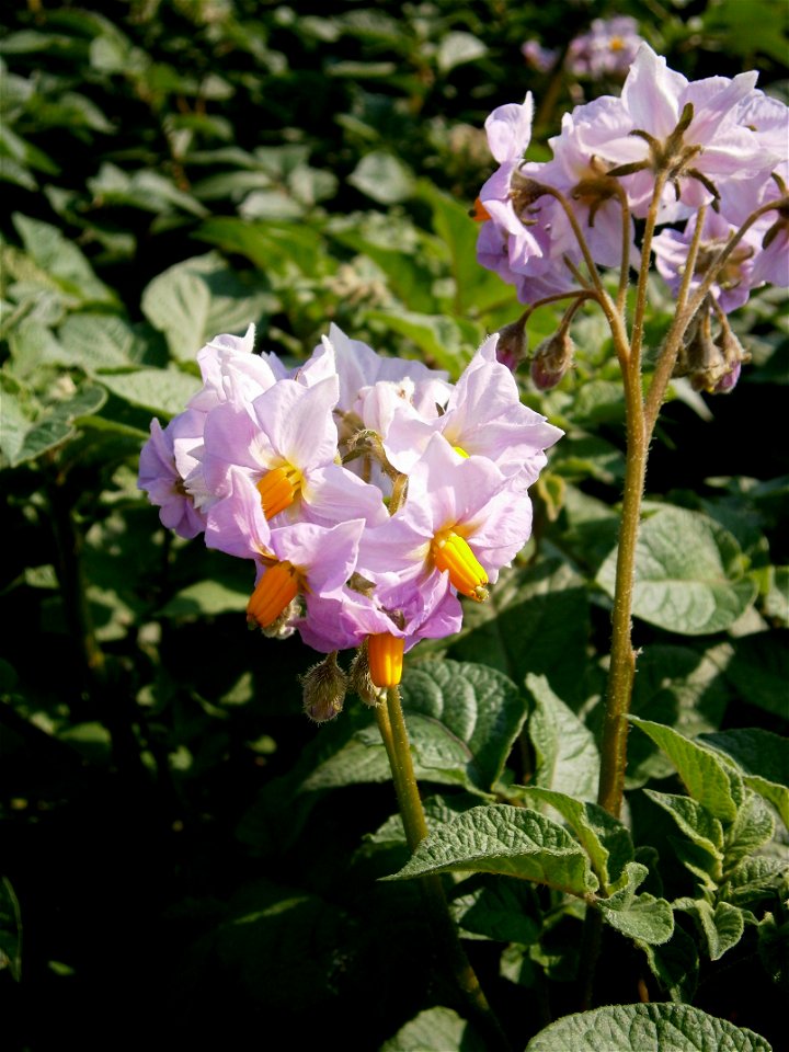 Solanum tuberosum