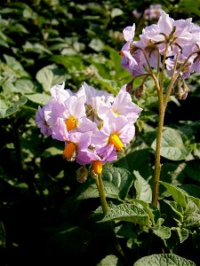 Solanum tuberosum photo