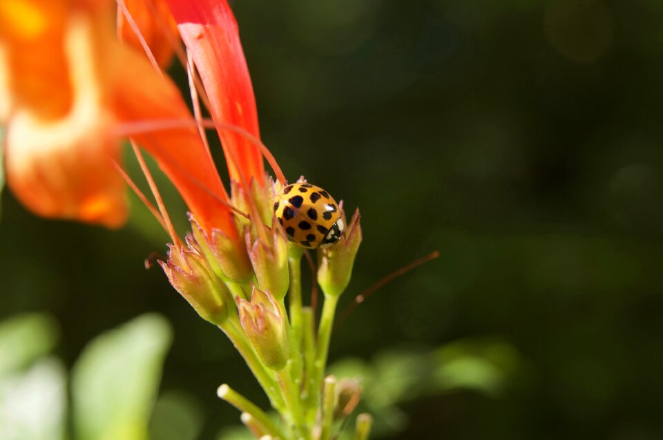 Beetle red bug photo