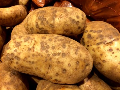 Solanum tuberosum with Erwinia carotovora subsp. carotovora. Poss. lenticel rot of potatoes