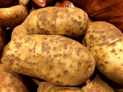 Solanum tuberosum with Erwinia carotovora subsp. carotovora. Poss. lenticel rot of potatoes photo