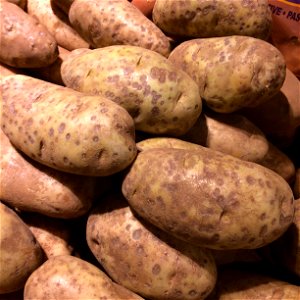 Solanum tuberosum with Erwinia carotovora subsp. carotovora. Poss. lenticel rot of potatoes photo