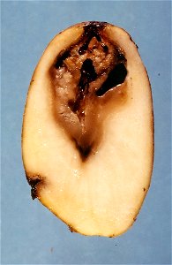 Solanum tuberosum with Erwinia carotovora subsp. carotovora. photo