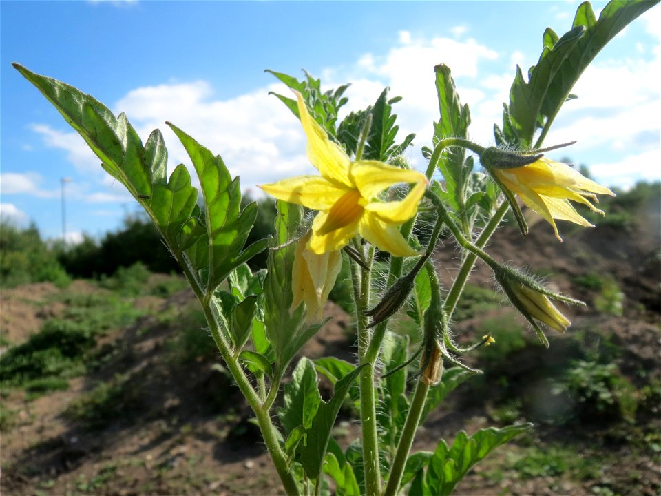 Verwilderte Tomate (Solanum lycopersicum) auf einer Ruderalfläche in Hockenheim-Talhaus
