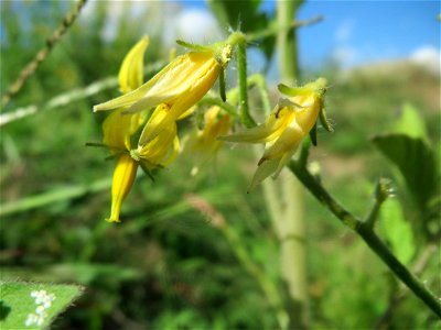 Verwilderte Tomate (Solanum lycopersicum) auf einer Ruderalfläche in Hockenheim-Talhaus photo