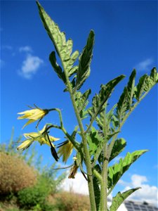 Verwilderte Tomate (Solanum lycopersicum) auf einer Ruderalfläche in Hockenheim-Talhaus