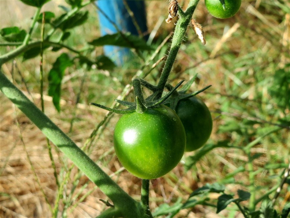 Verwilderte Tomate (Solanum lycopersicum) an einer Ruderalstelle in der Berlinallee in Hockenheim