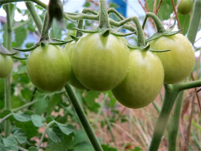 Verwilderte Tomate (Solanum lycopersicum) an einer Ruderalstelle in der Berlinallee in Hockenheim