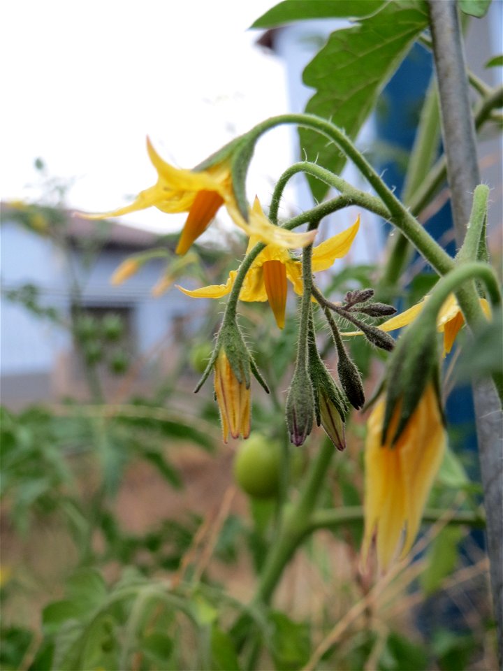 Verwilderte Tomate (Solanum lycopersicum) an einer Ruderalstelle in der Berlinallee in Hockenheim