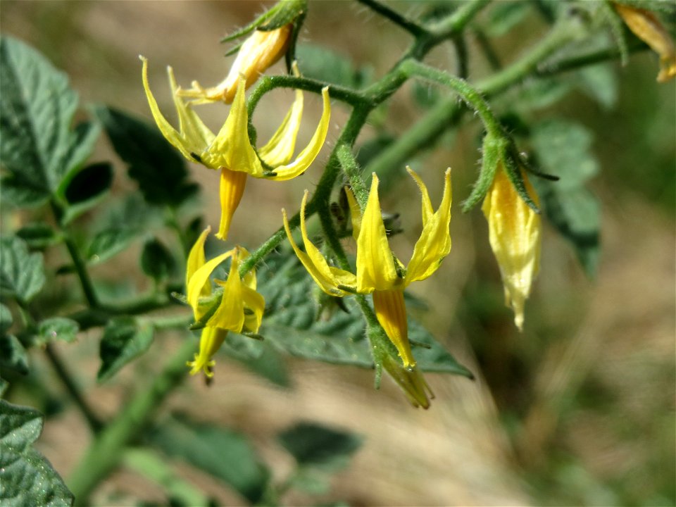 Verwilderte Tomate (Solanum lycopersicum) an einer Ruderalstelle in der Berlinallee in Hockenheim