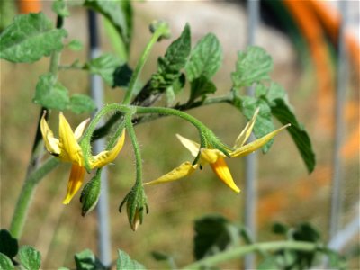 Verwilderte Tomate (Solanum lycopersicum) an einer Ruderalstelle in der Berlinallee in Hockenheim
