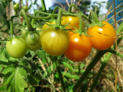 Verwilderte Tomate (Solanum lycopersicum) an einer Ruderalstelle in der Berlinallee in Hockenheim