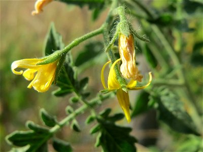 Verwilderte Tomate (Solanum lycopersicum) an einer Ruderalstelle in der Berlinallee in Hockenheim