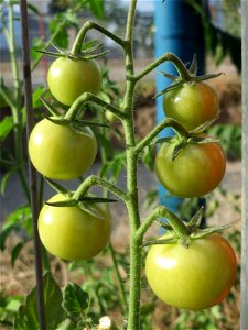 Verwilderte Tomate (Solanum lycopersicum) an einer Ruderalstelle in der Berlinallee in Hockenheim