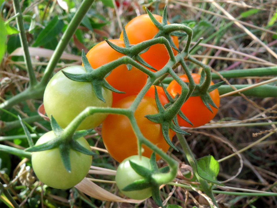 Verwilderte Tomate (Solanum lycopersicum) an einer Ruderalstelle in der Berlinallee in Hockenheim