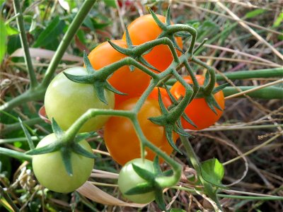 Verwilderte Tomate (Solanum lycopersicum) an einer Ruderalstelle in der Berlinallee in Hockenheim