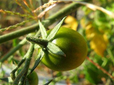 Verwilderte Tomate (Solanum lycopersicum) an einer Ruderalstelle in der Berlinallee in Hockenheim