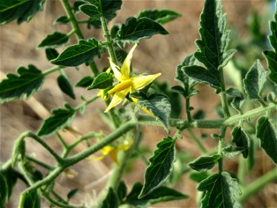 Verwilderte Tomate (Solanum lycopersicum) an einer Ruderalstelle in der Berlinallee in Hockenheim