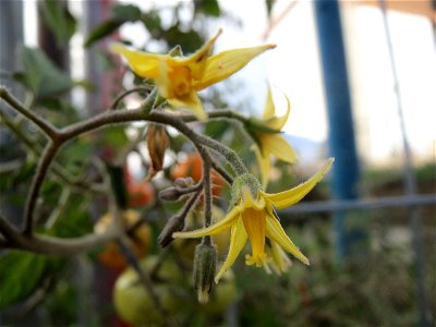Verwilderte Tomate (Solanum lycopersicum) an einer Ruderalstelle in der Berlinallee in Hockenheim