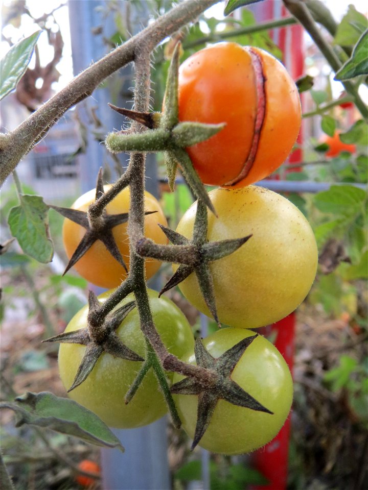 Verwilderte Tomate (Solanum lycopersicum) an einer Ruderalstelle in der Berlinallee in Hockenheim  Garden tomato (Solanum lycopersicum) at a ruderal point in the Berlinallee in Hockenheim.