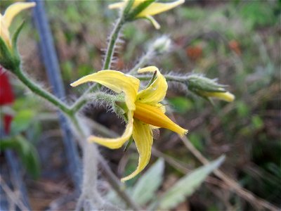 Verwilderte Tomate (Solanum lycopersicum) an einer Ruderalstelle in der Berlinallee in Hockenheim