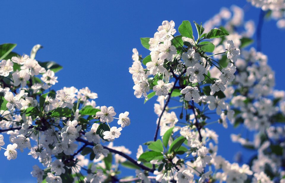 Cherry nature flowering branch