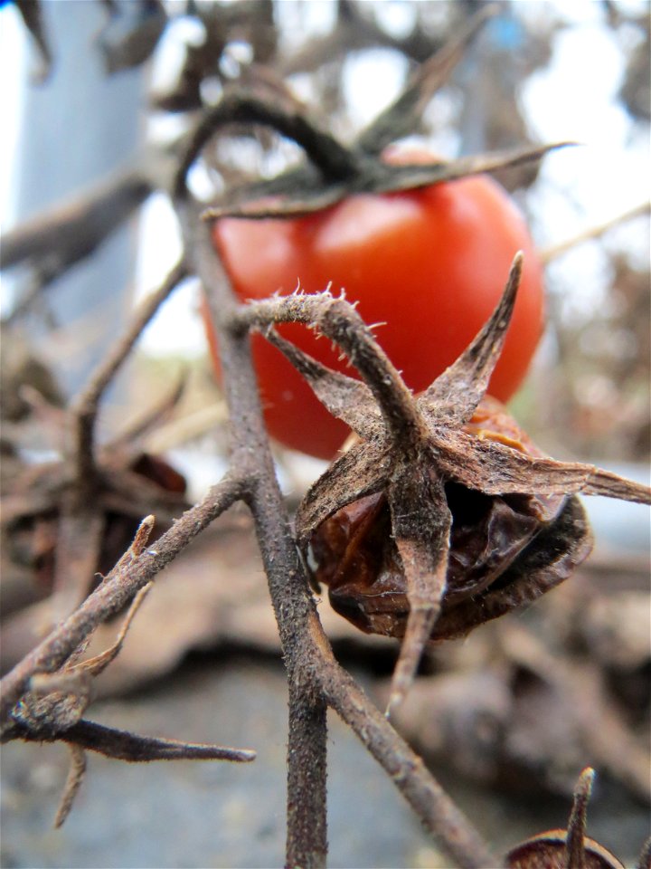 Verwilderte Tomate (Solanum lycopersicum) an einer Ruderalstelle in der Berlinallee in Hockenheim