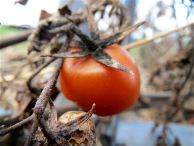 Verwilderte Tomate (Solanum lycopersicum) an einer Ruderalstelle in der Berlinallee in Hockenheim photo
