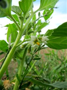 Saracho-Nachtschatten (Solanum sarrachoides) an Ackerrand bei Reilingen - eingeschleppt aus Südamerika