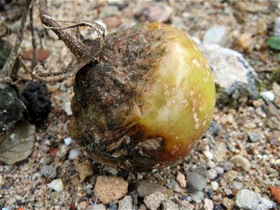 Verwilderte Tomate (Solanum lycopersicum) auf einer Ruderalfläche in Saarbrücken