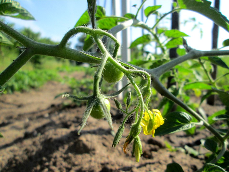 Tomatenpflanzung (Solanum lycopersicum) in einem Schrebergarten in Hockenheim
