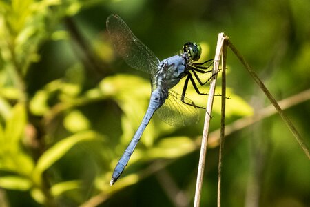 Dragonfly blue birding