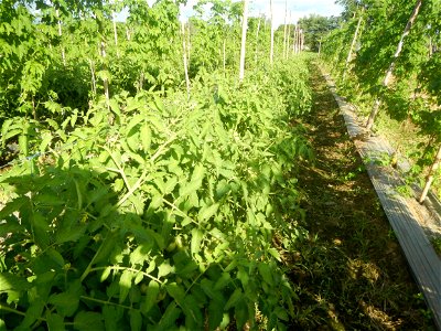 Tomato Tomato plantations in San Rafael, Bulacan Vegetable plantations in Barangay Maronquillo, San Rafael, Bulacan Barangay Maronquillo geographical coordinates: 14° 56' 54" North, 120° 57' 44" East photo