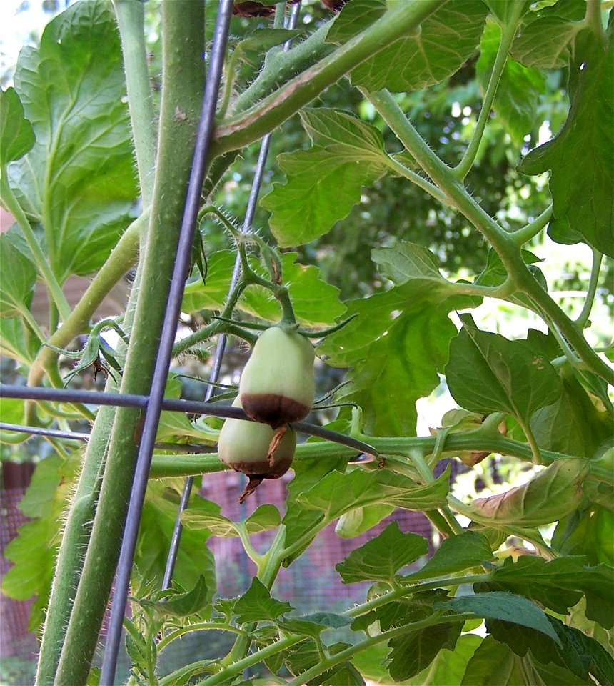 Blossom End Rot on Potted Grape Tomato Plant
