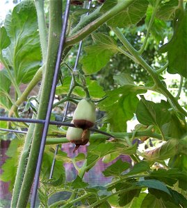 Blossom End Rot on Potted Grape Tomato Plant photo