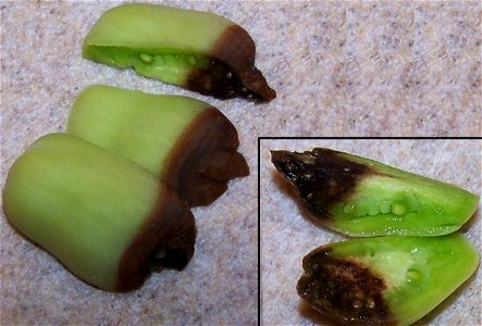 Close up of Blossom-end rot in tomato; due to low calcium concentration in fruit; dissection photo