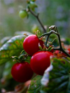 Cherry tomatoes (Solanum lycopersicum) photo