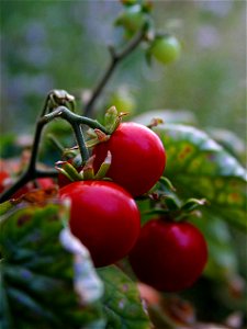 Image title: Cherry tomatoes Image from Public domain images website, http://www.public-domain-image.com/full-image/flora-plants-public-domain-images-pictures/vegetables-public-domain-images-pictures/ photo