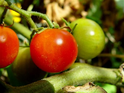 Image title: Cherry tomatoes plant Image from Public domain images website, http://www.public-domain-image.com/full-image/flora-plants-public-domain-images-pictures/vegetables-public-domain-images-pic photo