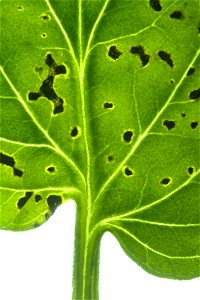 A tomato plant leaf infected with bacterial speck, the disease caused by P. syringae pv. tomato DC3000.